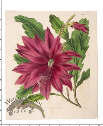 Curtis Botanical 063