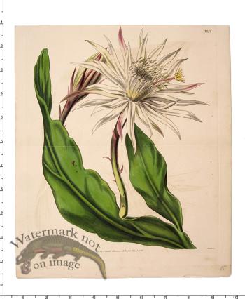 Curtis Botanical 064