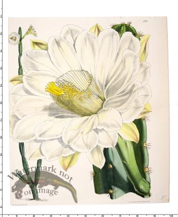 Curtis Botanical 065