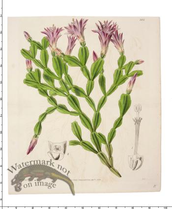 Curtis Botanical 068