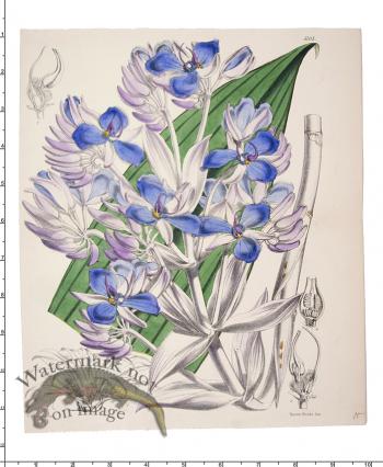 Curtis Botanical 069