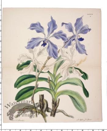 Curtis Botanical 070