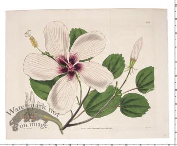 Curtis Botanical 071